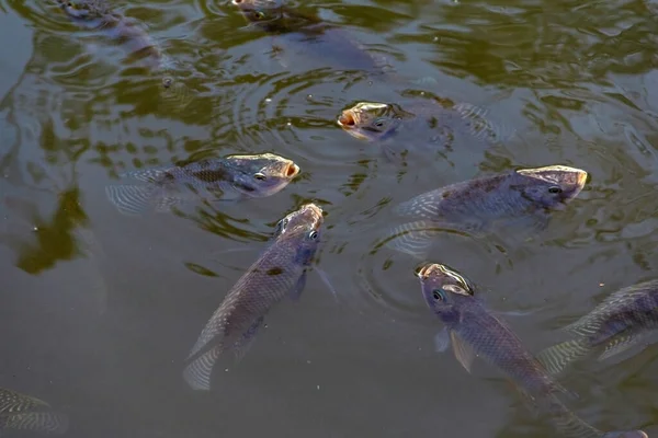 Fische Wasser Einige Fische Mit Geöffnetem Maul Auf Der Wasseroberfläche — Stockfoto