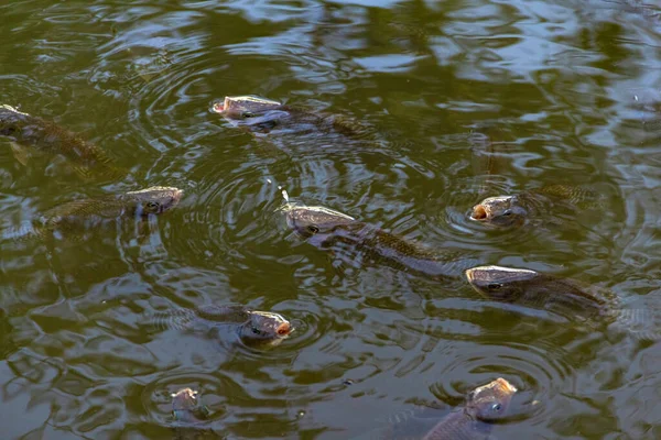 Peixe Água Alguns Peixes Superfície Água Com Boca Aberta — Fotografia de Stock