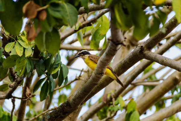 Pássaro Galho Uma Árvore Pitangus Sulphuratus Bem — Fotografia de Stock