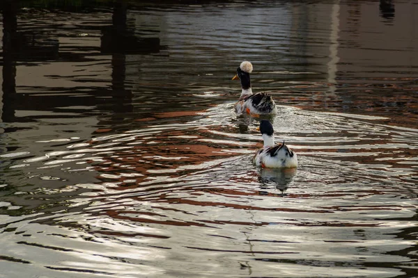 Дві Качки Плавають Воді Озера — стокове фото