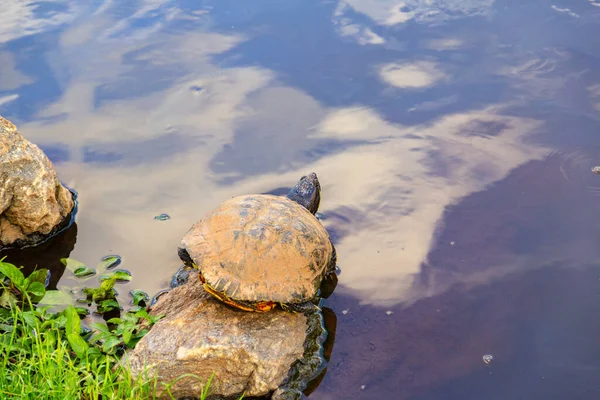 Uma Tartaruga Descansando Uma Rocha Borda Lago — Fotografia de Stock