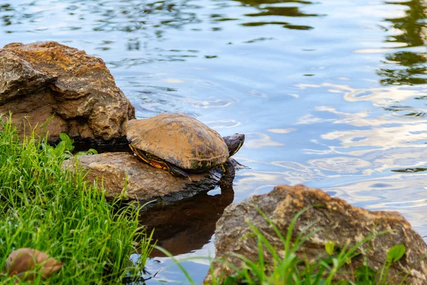 Черепаха Отдыхающая Скале Берегу Озера — стоковое фото