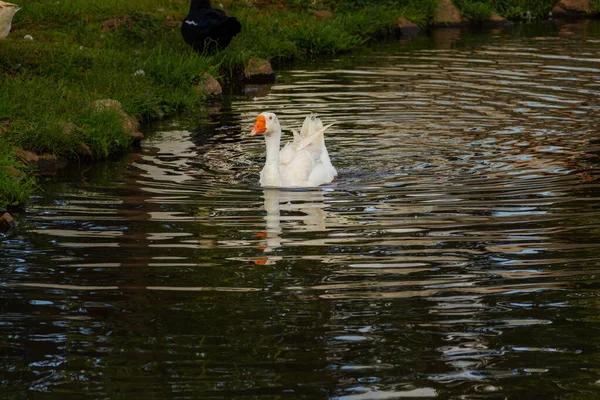 Pato Nadando Borde Del Lago —  Fotos de Stock