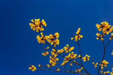 Arka planda mavi gökyüzü olan sarı çiçek dalları. Çiçekli dallar.