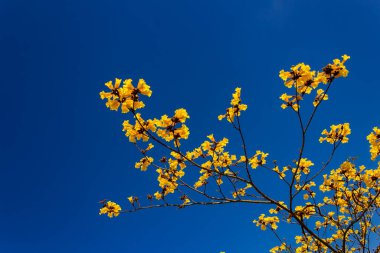 Arka planda mavi gökyüzü olan sarı çiçek dalları. Çiçekli dallar.