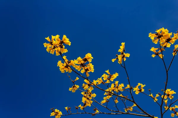 Гілочки Жовтих Квітів Блакитним Небом Фоні Квітучі Гілки — стокове фото