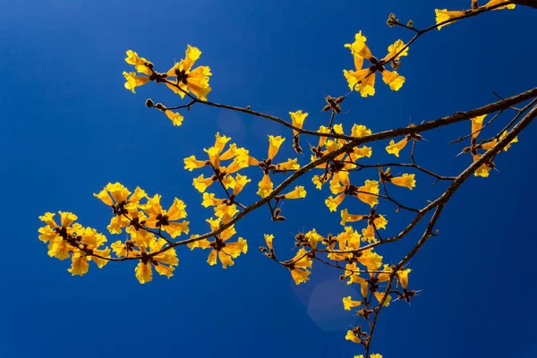 Sárga Virágok Gallyai Kék Égbolttal Háttérben Virágzó Ágak — Stock Fotó
