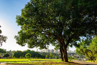 Ağaçlar şehir manzarası için çerçeve oluşturuyor. Sürdürülebilirlik ve koruma kavramı.