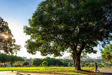 Ağaçlar şehir manzarası için çerçeve oluşturuyor. Sürdürülebilirlik ve koruma kavramı.