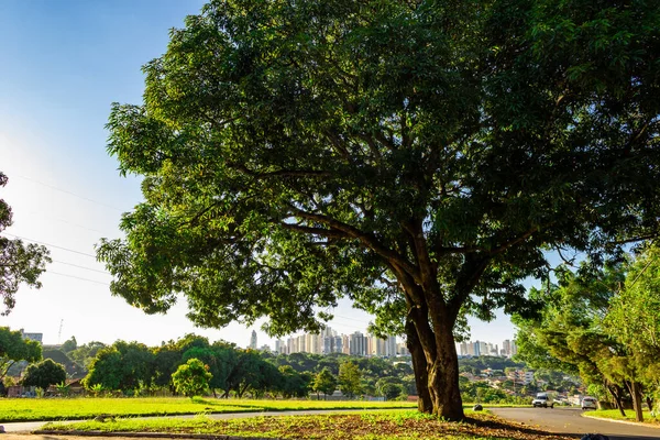 Ağaçlar şehir manzarası için çerçeve oluşturuyor. Sürdürülebilirlik ve koruma kavramı.