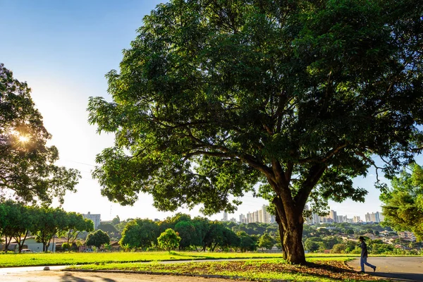 Ağaçlar şehir manzarası için çerçeve oluşturuyor. Sürdürülebilirlik ve koruma kavramı.