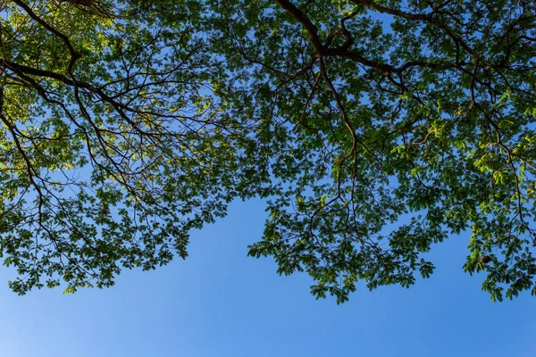 Arka planda mavi gökyüzü olan yapraklarla dolu ağaç dalları.