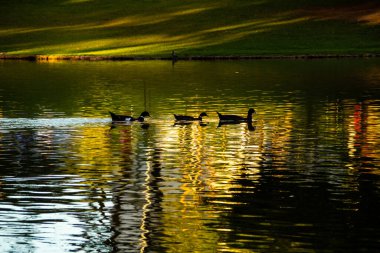 Bazı ördekler gölde yüzüyor ve suyun yüzeyinde yansımalar var..