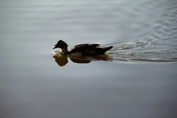 Kachna Plavající Jezeře Odrazy Vodní Hladině — Stock fotografie