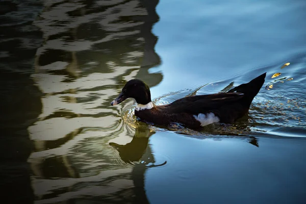 Kachna Plavající Jezeře Odrazy Vodní Hladině — Stock fotografie