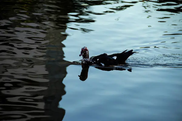 Anka Som Simmar Sjön Och Reflektioner Vattenytan — Stockfoto