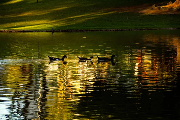 Některé Kachny Plavání Jezeře Odrazy Hladině Vody — Stock fotografie