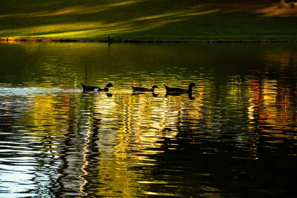 Quelques Canards Nageant Dans Lac Réflexions Surface Eau — Photo