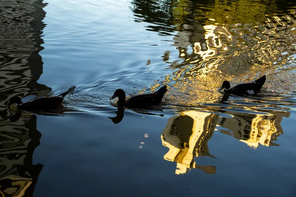 Деякі Качки Плавають Озері Роздуми Поверхні Води — стокове фото