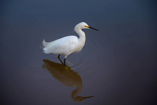 Een Reiger Het Meerwater Zijn Reflectie Het Oppervlak — Stockfoto