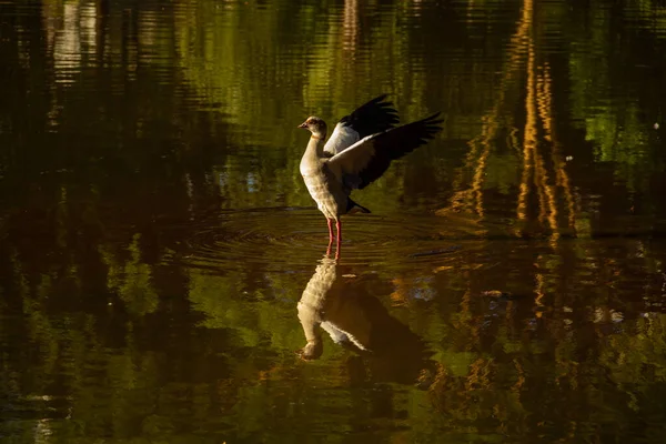 Ein Kleiner Wasservogel Breitet Seine Flügel Einem See Aus Und — Stockfoto