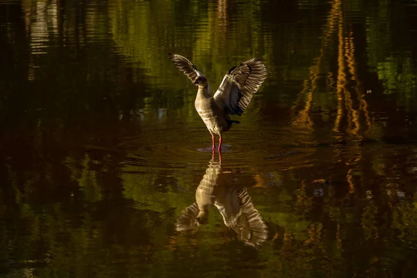Mały Ptak Wodny Rozkłada Skrzydła Jeziorze Odbicia Wodzie — Zdjęcie stockowe