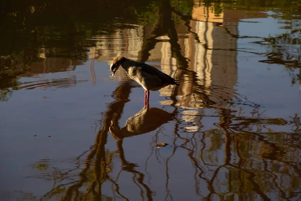 Pequeno Pássaro Aquático Lago Algumas Reflexões Água — Fotografia de Stock