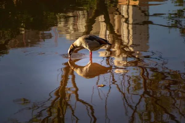 Ein Kleiner Wasservogel Einem See Und Ein Paar Spiegelungen Wasser — Stockfoto
