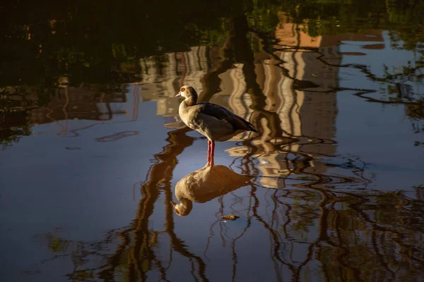 Маленький Водяний Птах Озері Деякі Відображення Воді — стокове фото