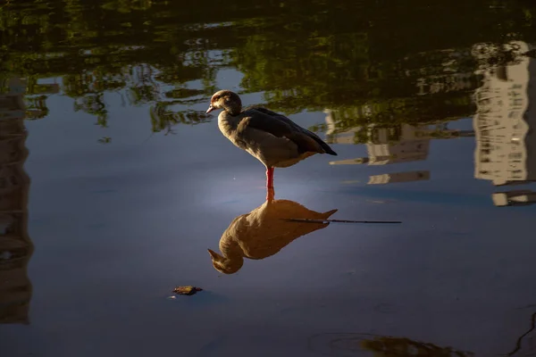 Malý Vodní Ptáček Jezeře Nějaké Odrazy Vodě — Stock fotografie