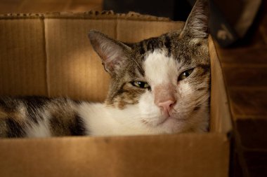 Kedi kutuda dinleniyor. Bir tekir kedi yerde karton bir kutunun içinde huzur içinde dinleniyor..