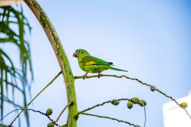 Arka planda mavi gökyüzü olan hindistan cevizi ağacının dalında yeşil bir muhabbet kuşu. Fotoğraf Flamboyant Park 'ta çekildi..