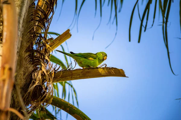 Green Budgie Coconut Tree Branch Blue Sky Background Photo Taken — Stock Photo, Image