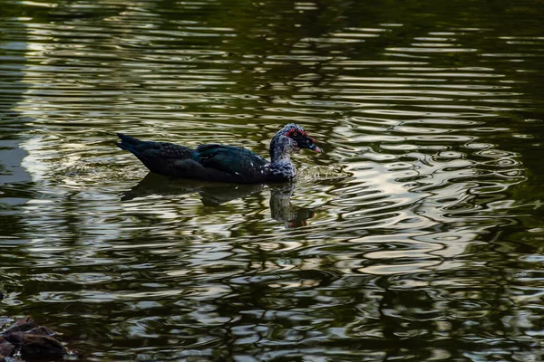 Kachna Plavající Jezeře Odlesky Hladině Fotografie Pořízená Parku Flamboyant Goiania — Stock fotografie