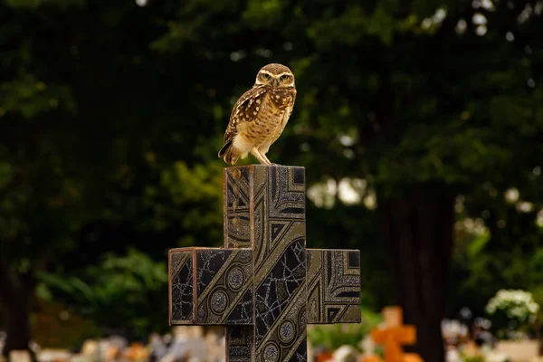 鳥小屋がゴイニア市の墓地の十字架にかかっている Cemitrio Parque 背景に木や墓地がある十字架上のフクロウ — ストック写真