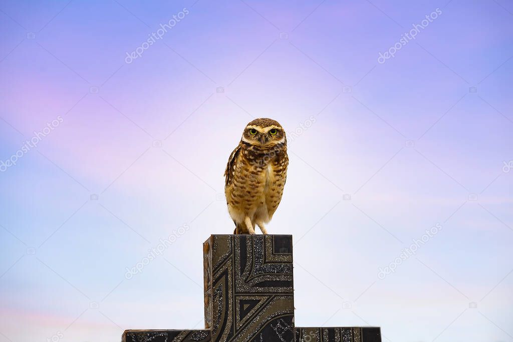 An owl on a cross with sky in the background.