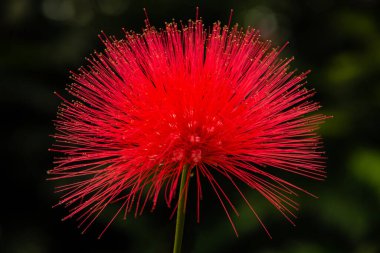 Koyu arkaplanı olan kırmızı çiçek. Calliandra hematocephala; Pembe pudra pudrası.