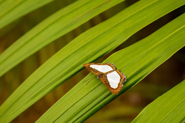 Una Delicada Mariposa Sobre Una Hoja Verde —  Fotos de Stock