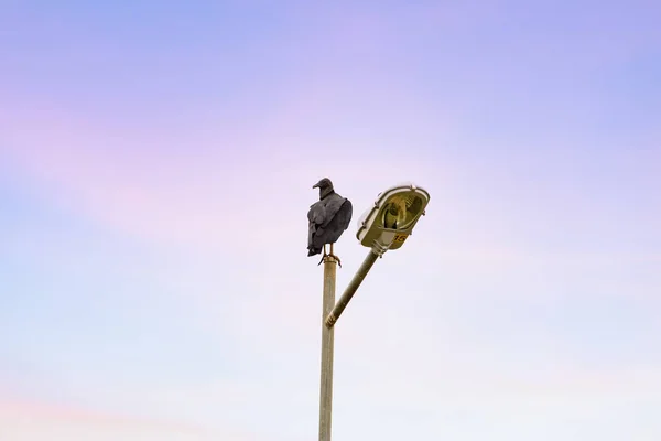 Sup Pouliční Lampě Oblohou Pozadí Coragyps Atratus — Stock fotografie