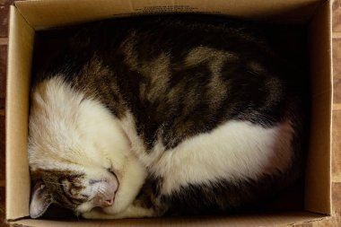  Karton bir kutunun içinde uyuyan şişman bir kedi..