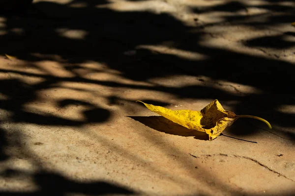 Желтый Лист Лежащий Бетонном Полу Тенями Дерева — стоковое фото