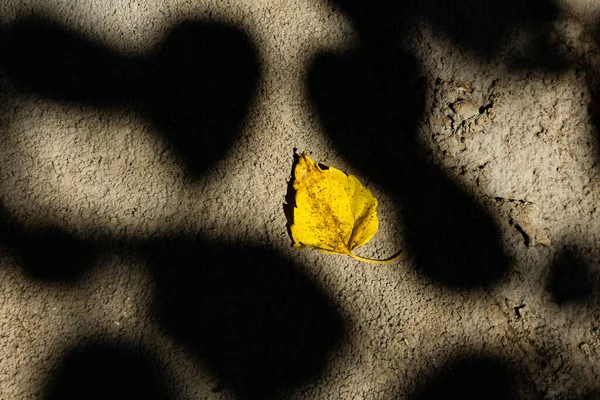 Uma Folha Amarela Deitada Chão Concreto Com Sombras Uma Árvore — Fotografia de Stock