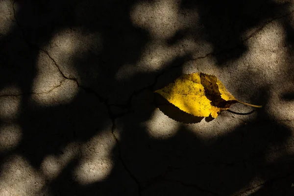 Желтый Лист Лежащий Бетонном Полу Тенями Дерева — стоковое фото