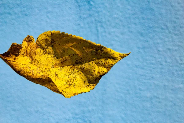 Una Hoja Amarilla Con Fondo Azul —  Fotos de Stock