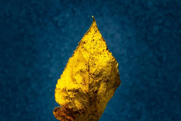 Daun Kuning Dengan Latar Belakang Biru — Stok Foto