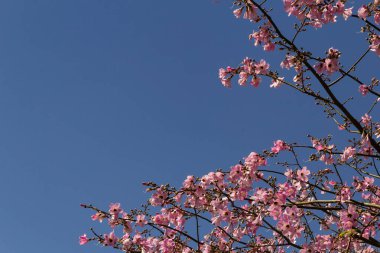 Arkasında pembe çiçekler ve mavi gökyüzü olan bir çiçek dalı..