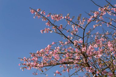 Arkasında pembe çiçekler ve mavi gökyüzü olan bir çiçek dalı..