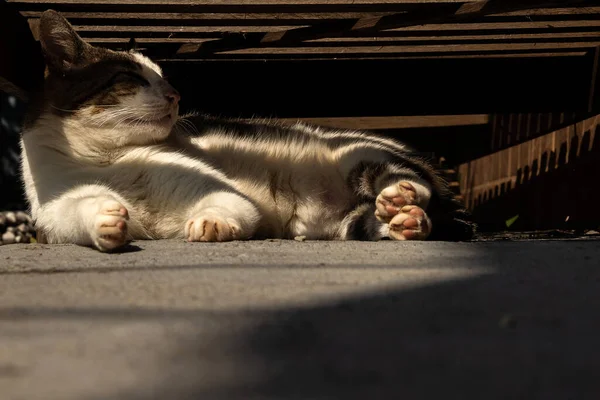 Gato Tabby Acostado Debajo Una Chaise Longue Madera — Foto de Stock