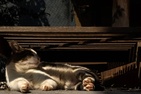 木製の鎖の下に寝そべっているタビー猫 — ストック写真
