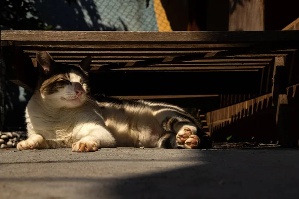 Gato Tabby Acostado Debajo Una Chaise Longue Madera — Foto de Stock